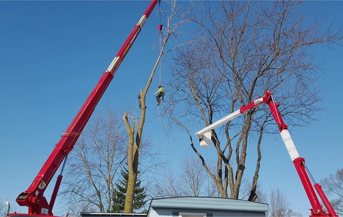 Expert Tree Removal Service
