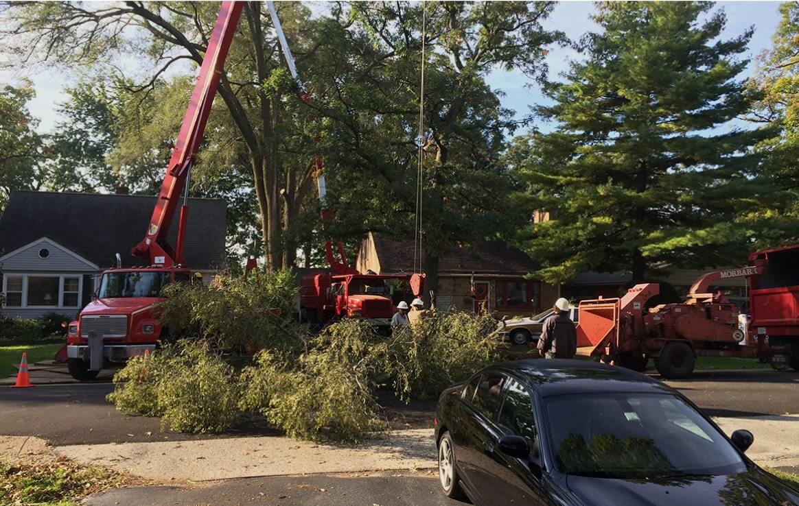 Choose Residential Tree Removal
